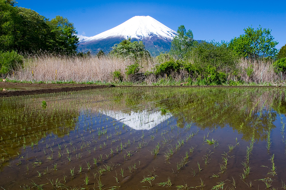 Japanese rice paddy Japanese rice paddy